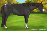 Horse Color:Liver Chestnut Tobiano Frame 