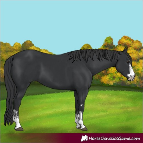 Horse Color:Black  and Black 