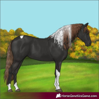 Horse Color:Liver Chestnut Tobiano 