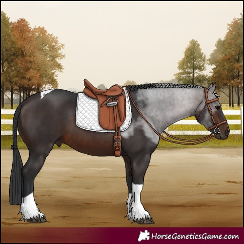 Horse Color:Brown Tobiano 