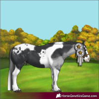 Horse Color:Black Splash Tobiano Appaloosa 