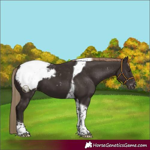 Horse Color:Liver Chestnut Tobiano Snowcap 