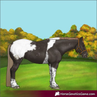 Horse Color:Liver Chestnut Tobiano Snowcap 