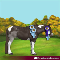 Horse Color:Liver Chestnut Tobiano Appaloosa