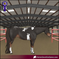 Horse Color:Liver Chestnut Tobiano 
