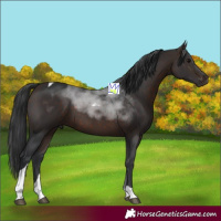 Horse Color:Brown Tobiano 
