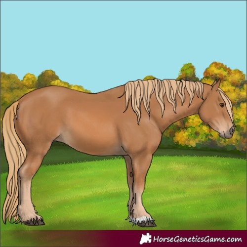 Horse Color:Chestnut 