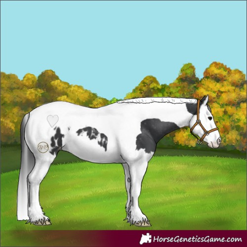 Horse Color:Black Splash Tobiano Appaloosa 