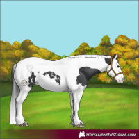 Horse Color:Black Splash Tobiano Blanket 