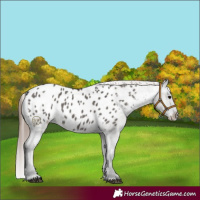Horse Color:Grullo Appaloosa 
