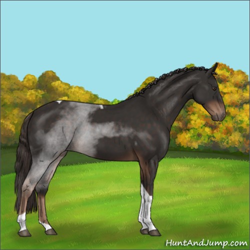 Horse Color:Liver Chestnut Tobiano