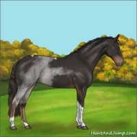 Horse Color:Liver Chestnut Tobiano 