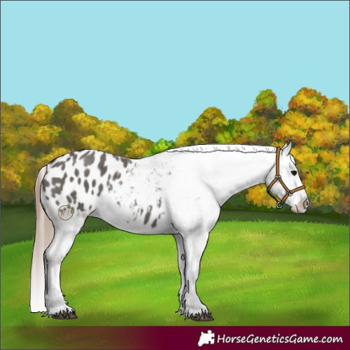 Horse Color:Grullo Appaloosa 