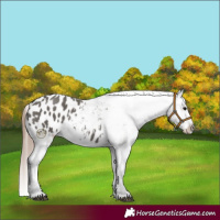 Horse Color:Grullo Appaloosa 