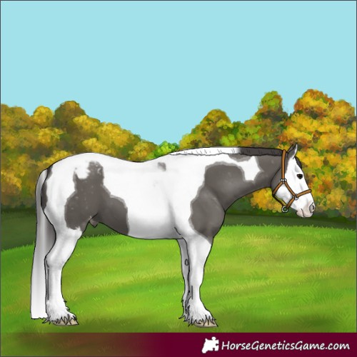 Horse Color:Grullo Splash Tobiano Varnish 