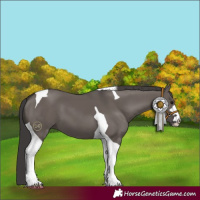 Horse Color:Smoky Grullo Tobiano