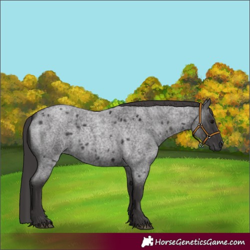 Horse Color:Smoky Blue Roan