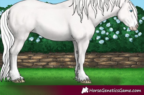 Horse Color:Cremello 