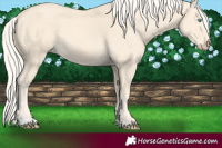 Horse Color:Cremello 