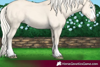 Horse Color:Cremello 