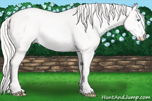 Horse Color:Cremello 