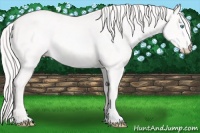 Horse Color:Cremello 