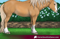 Horse Color:Palomino 