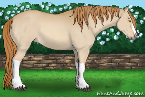 Horse Color:Red Dun 