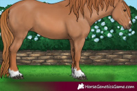 Horse Color:Chestnut 
