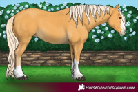 Horse Color:Palomino 