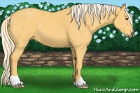 Horse Color:Palomino 