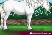 Horse Color:Palomino Appaloosa