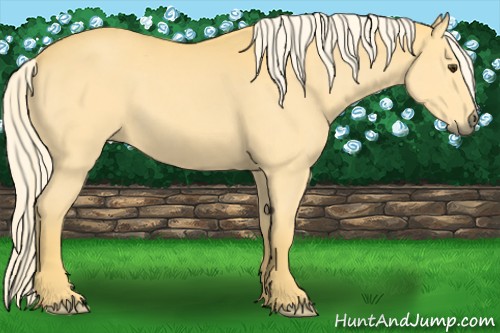 Horse Color:Palomino