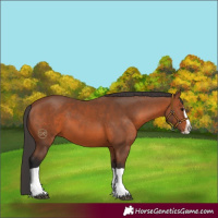 Horse Color:Bay Splash 