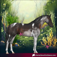 Horse Color:Brown Tobiano 