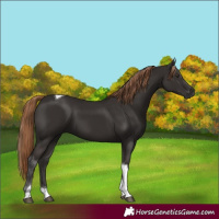 Horse Color:Liver Chestnut Tobiano