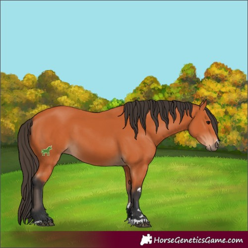 Horse Color:Bay 
