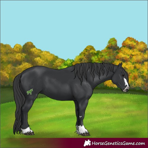 Horse Color:Black 