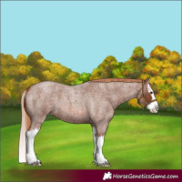 Horse Color:Red Roan Splash 