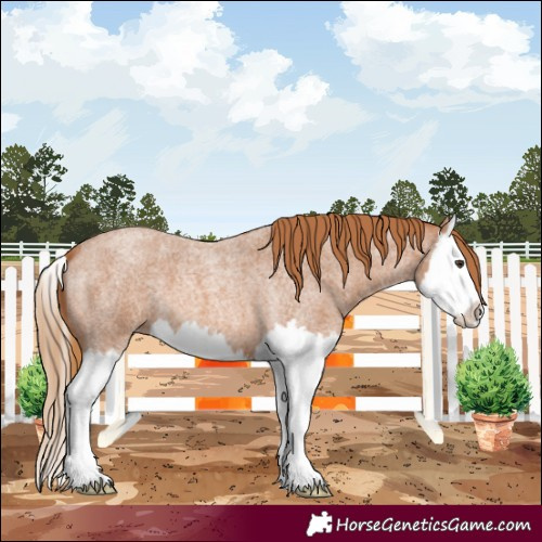 Horse Color:Red Roan Splash 