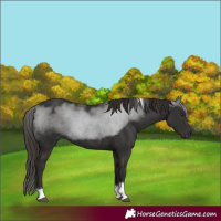 Horse Color:Liver Chestnut Tobiano 