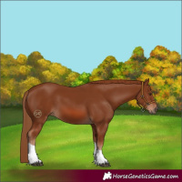 Horse Color:Chestnut Tobiano