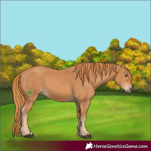 Horse Color:Chestnut 
