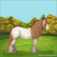 Horse Color:Buckskin Pearl Dun Sabino Appaloosa Rabicano 