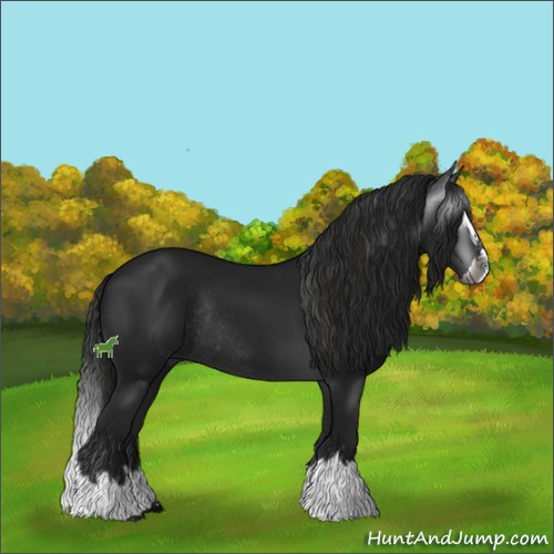 Horse Color:Gray Black Sabino Splash Rabicano