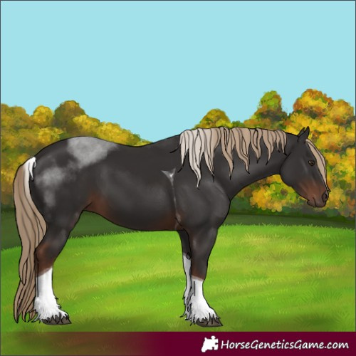 Horse Color:Liver Chestnut Tobiano
