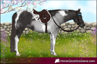 Horse Color:Liver Chestnut Tobiano 