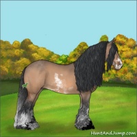 Horse Color:Bay Dun Sabino 