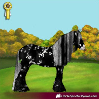 Horse Color:Black Sabino