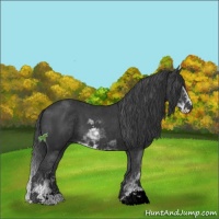 Horse Color:Black Sabino